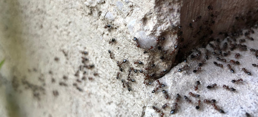 Ant path on the side of a house