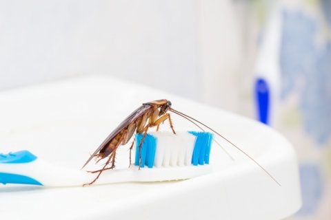 Cockroach on the end of a toothbrush sitting on the edge of the bathroom basin