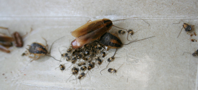 Cockroach egg nest with baby cockroaches